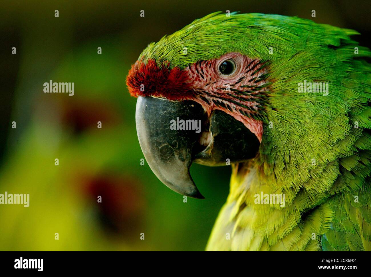 Page 2 - Frisius High Resolution Stock Photography and Images - Alamy