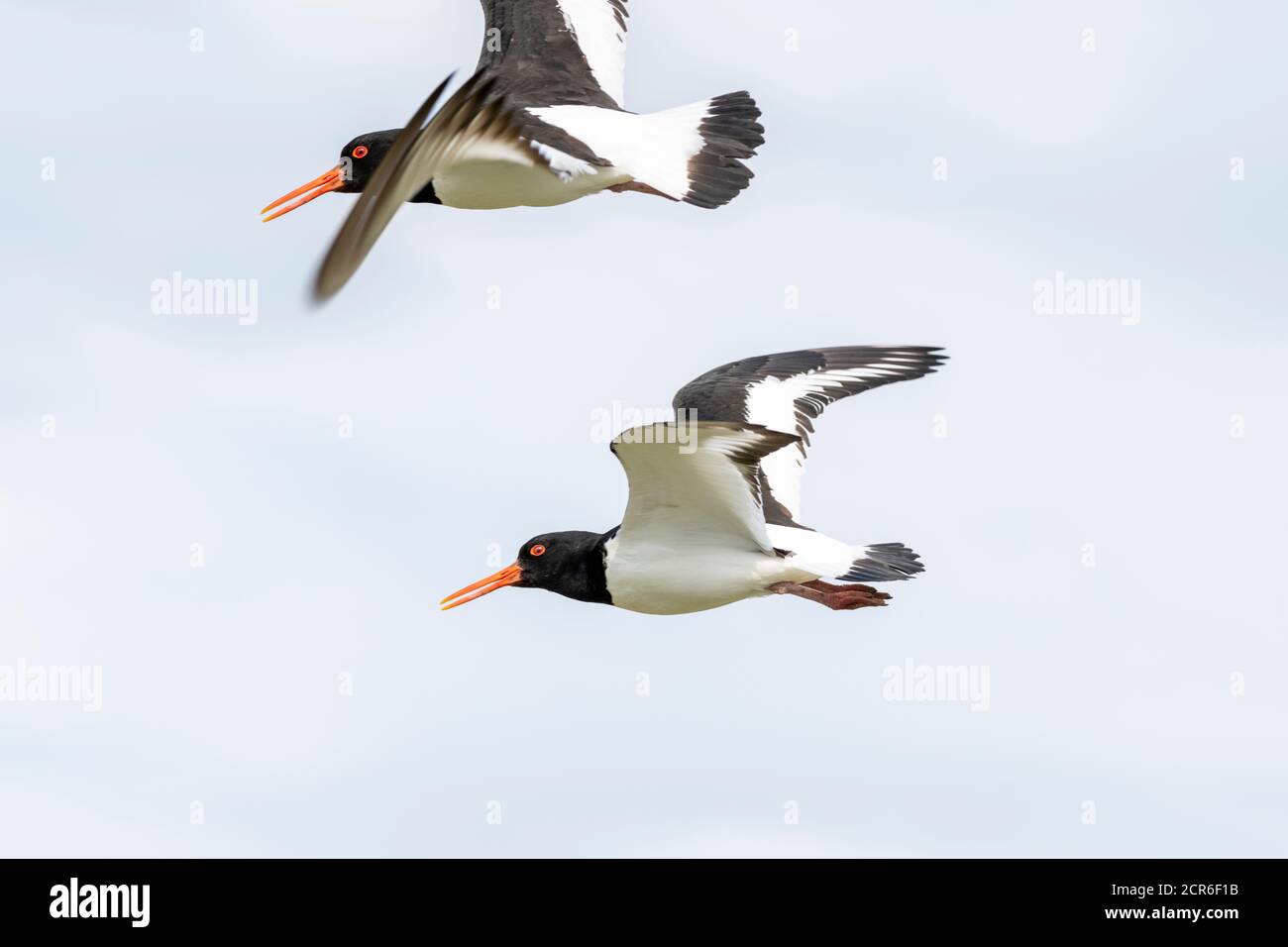 Germany, Lower Saxony, Juist, oystercatcher (Haematopus ostralegus), in flight. Stock Photo