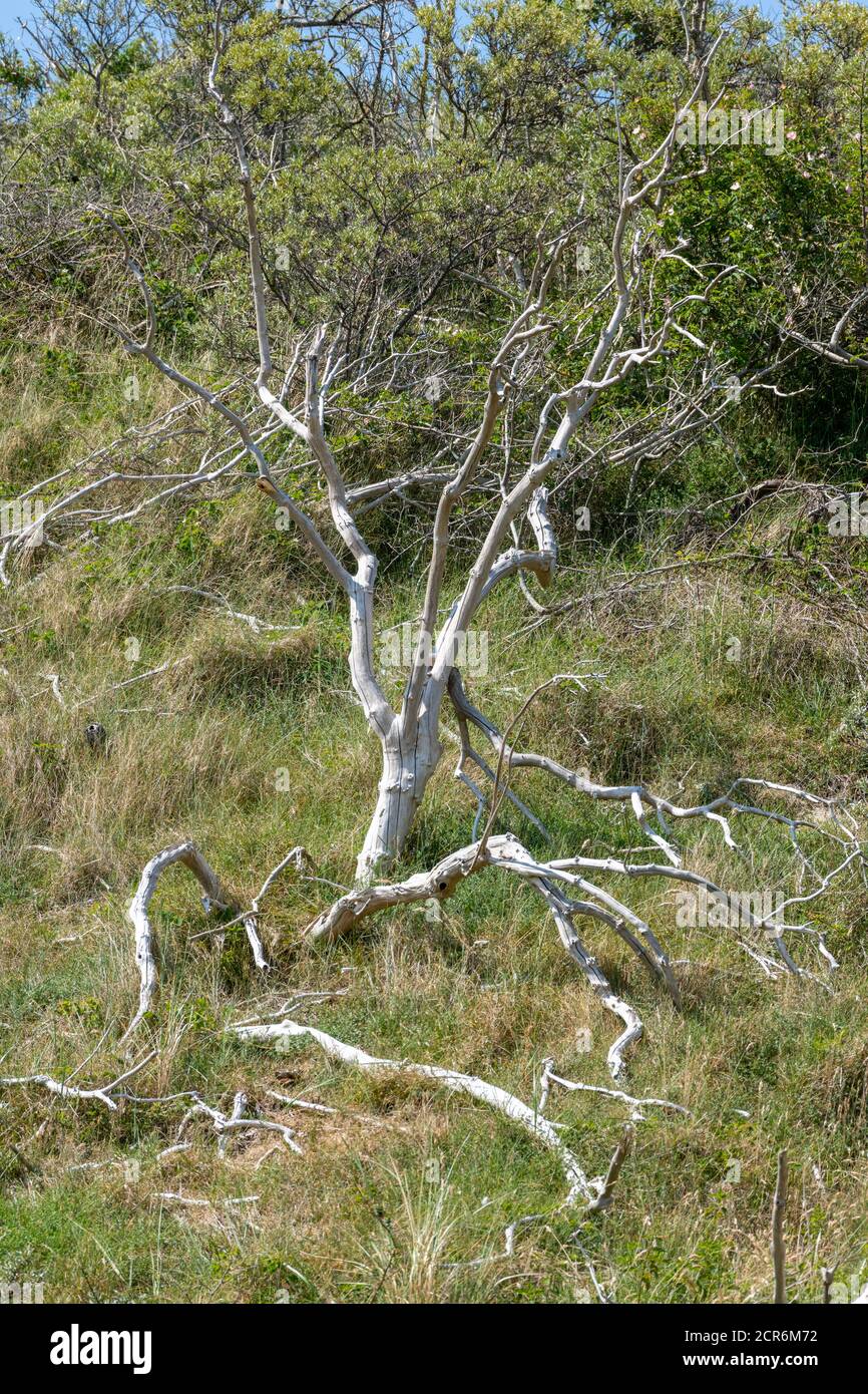 Typical Vegetation High Resolution Stock Photography and Images - Alamy