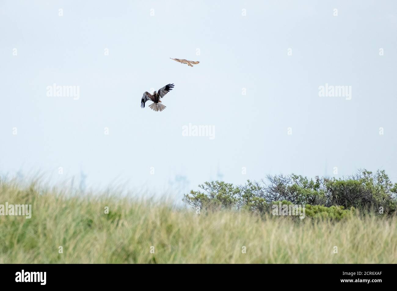 Germany, Lower Saxony, Juist, Marsh Harrier (Circus aeruginosus), in a dogfight with a short-eared owl. Stock Photo