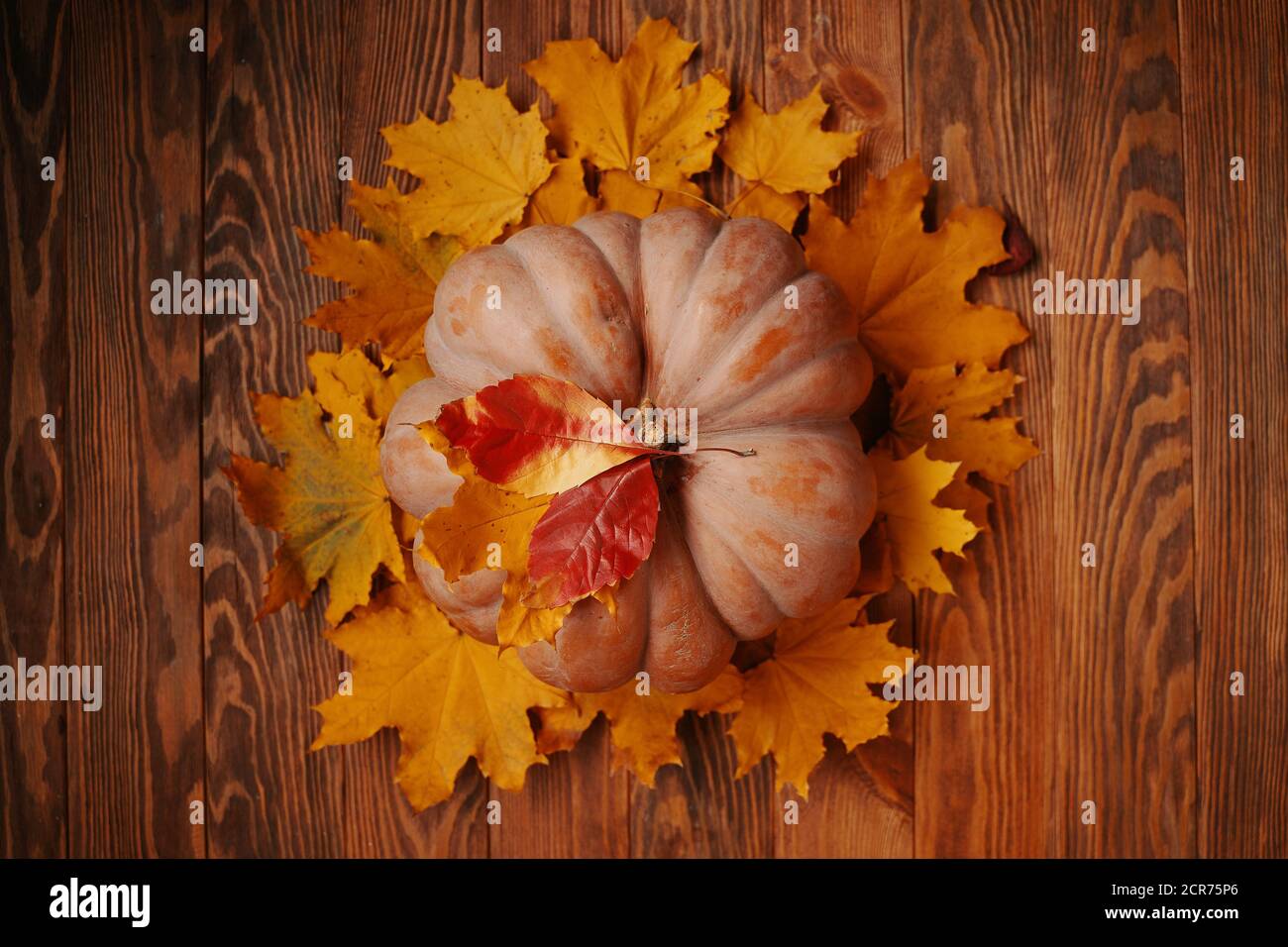 Ripe pumpkin on colorful autumn leaves. Pumpkin and leaves on a wooden background. Warm fall atmosphere. Stock Photo