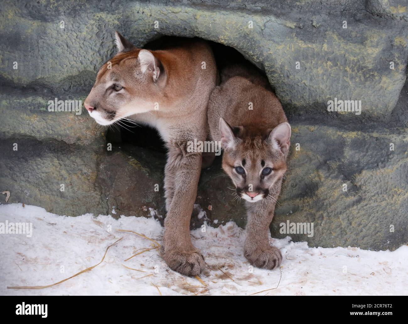 Page 3 - Den Ice High Resolution Stock Photography and Images - Alamy