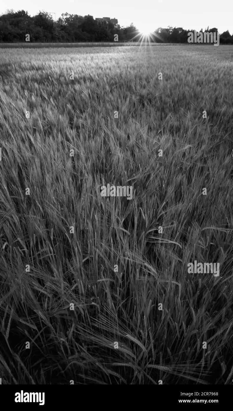 Wheat field, Baden-Württemberg, Germany Stock Photo