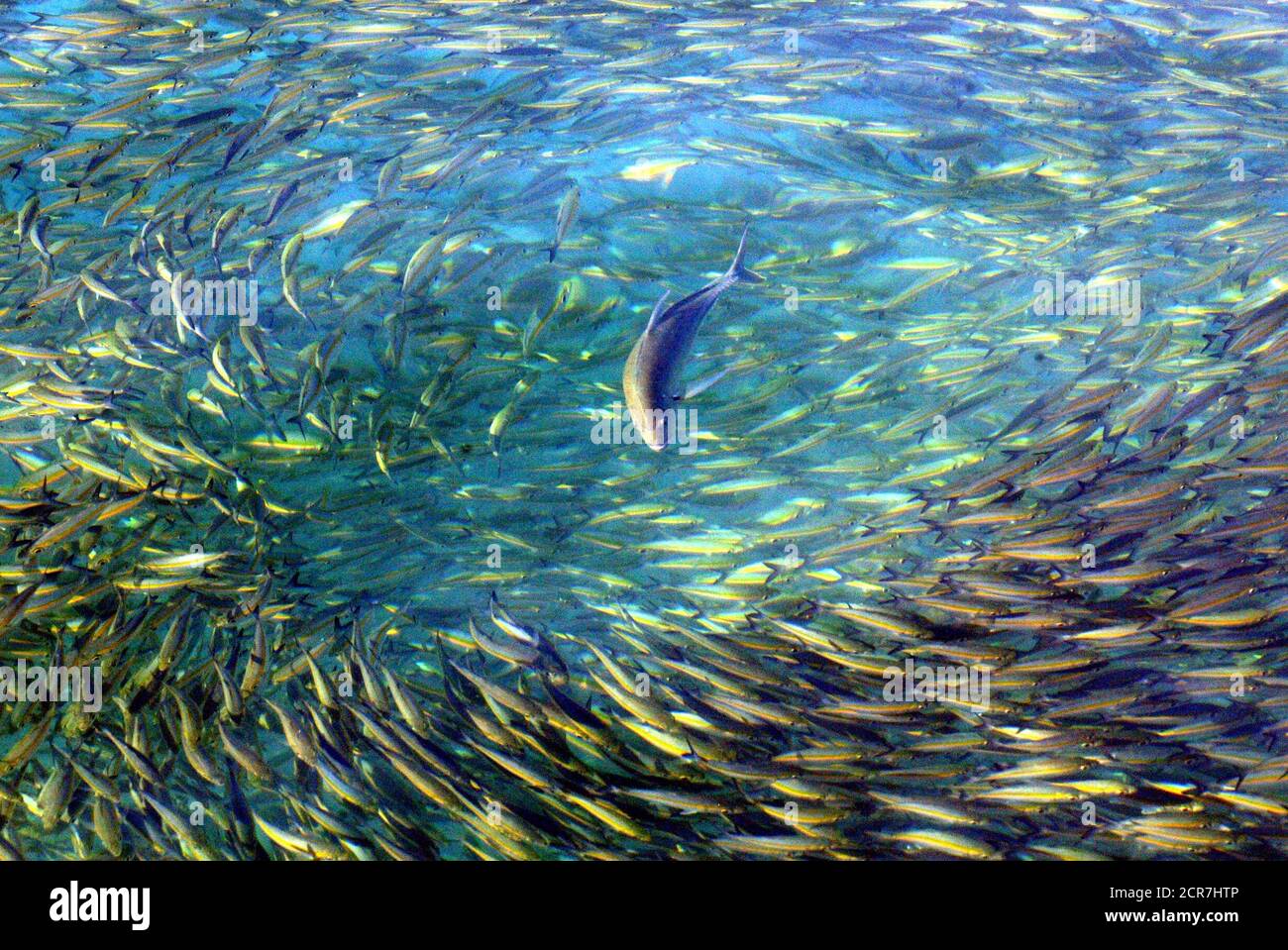 A Trevally Chases Fusiliers Near Lankayan Island Located In The Sulu Sulawesi Marine Ecoregion In The Malaysia S State Of Sabah On The Borneo Island On January 9 2004 The Sulu Sulawesi Marine Ecoregion Bordered