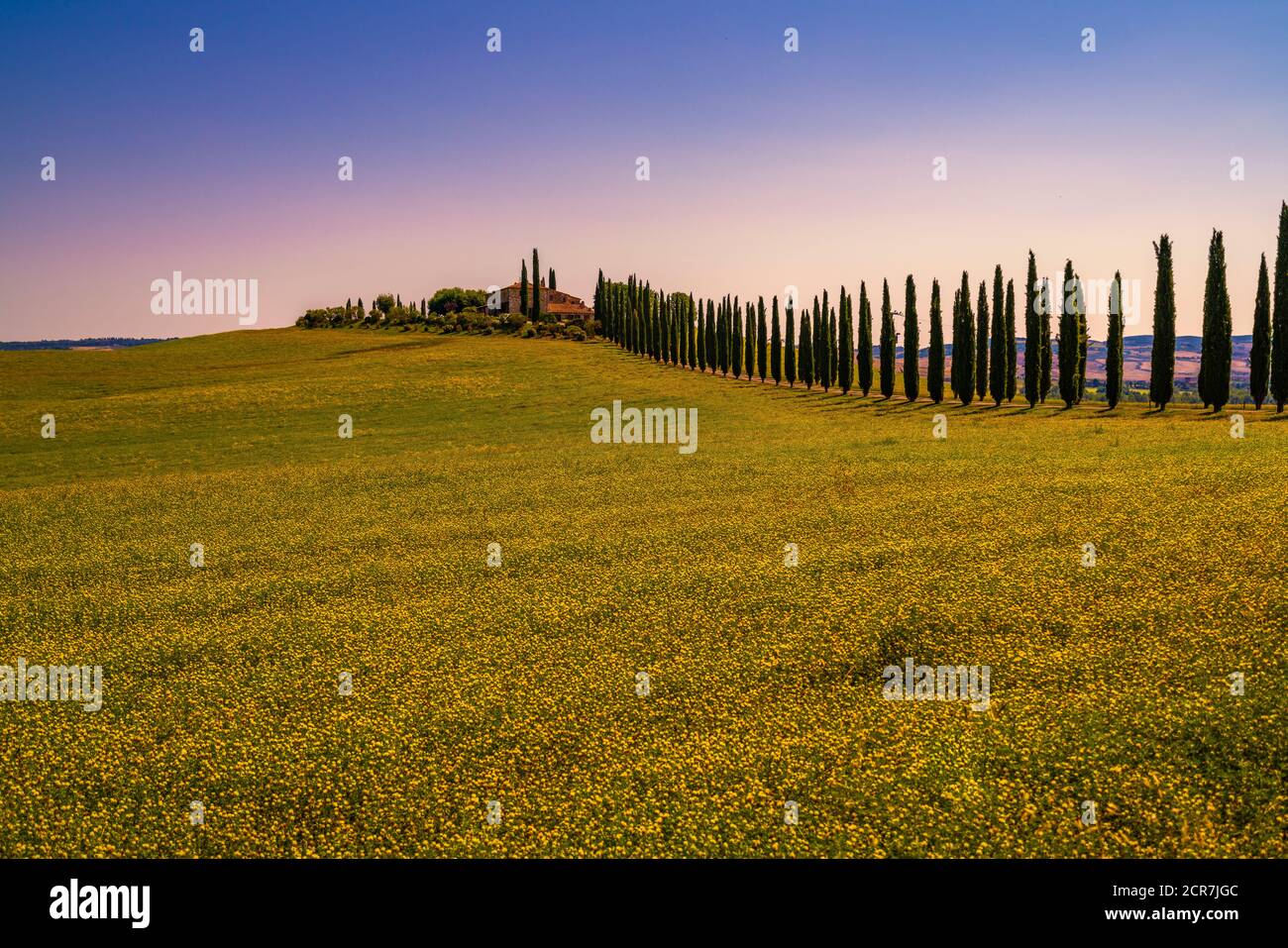 Europe, Italy, Agriturismo Covili, Farmhouse Poggio Covili, Cypress