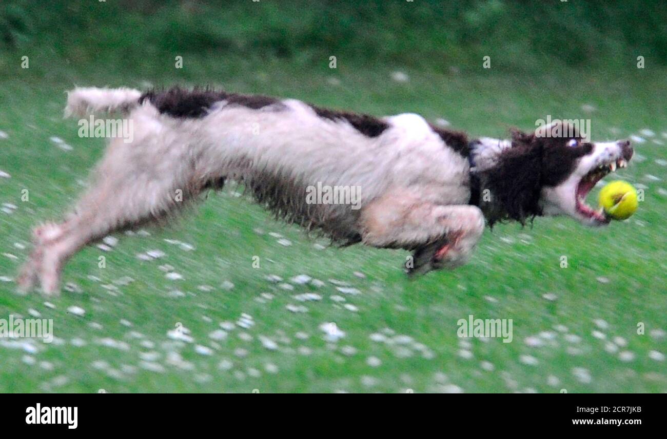 Police Dog Barking High Resolution Stock Photography and Images Alamy
