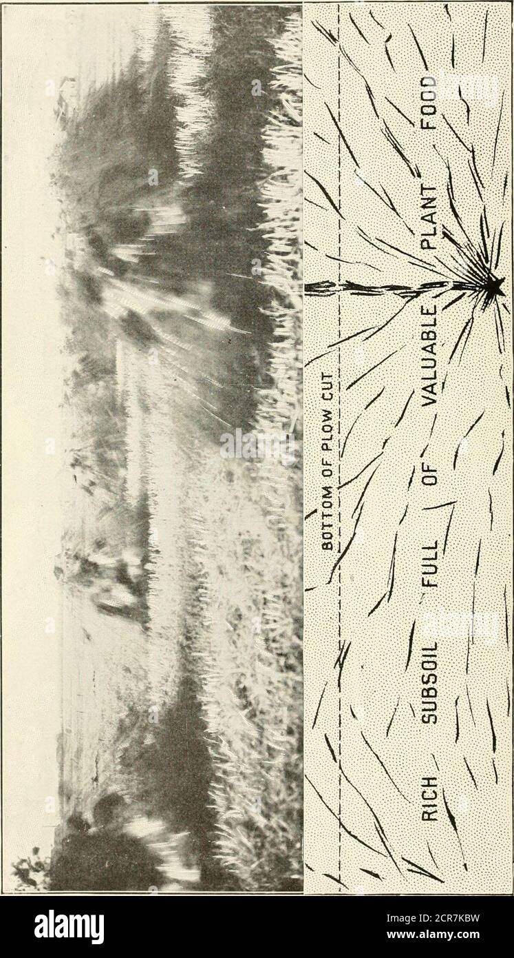 . Intensive farming and use of dynamite . hem being the primer; that is,the cartridge in which the blasting cap crimped to the fuze has beenplaced. It is also a good plan to load the next hole on either side ofthe middle one with three cartridges instead of one. When watercovers the holes, or almost fills them, it acts as a tamping, and noother tamping is necessary. The middle hole should be loaded last.so as not to keep the blasting cap and fuse under water longer thanabsolutely necessary. The blasting cap SHOULD BE CAREFULLYCRIMPED TO THE FUSE WITH A CAP CRIMPER, and NOT with aknife or the t Stock Photo