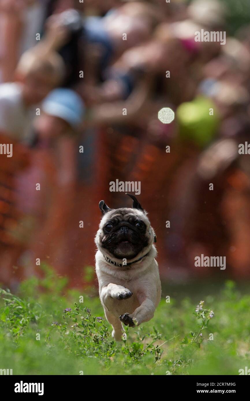 Human interest hum animals germany hi-res stock photography and images - Alamy Human interest hum animals germany hi-res stock photography and images - Alamy