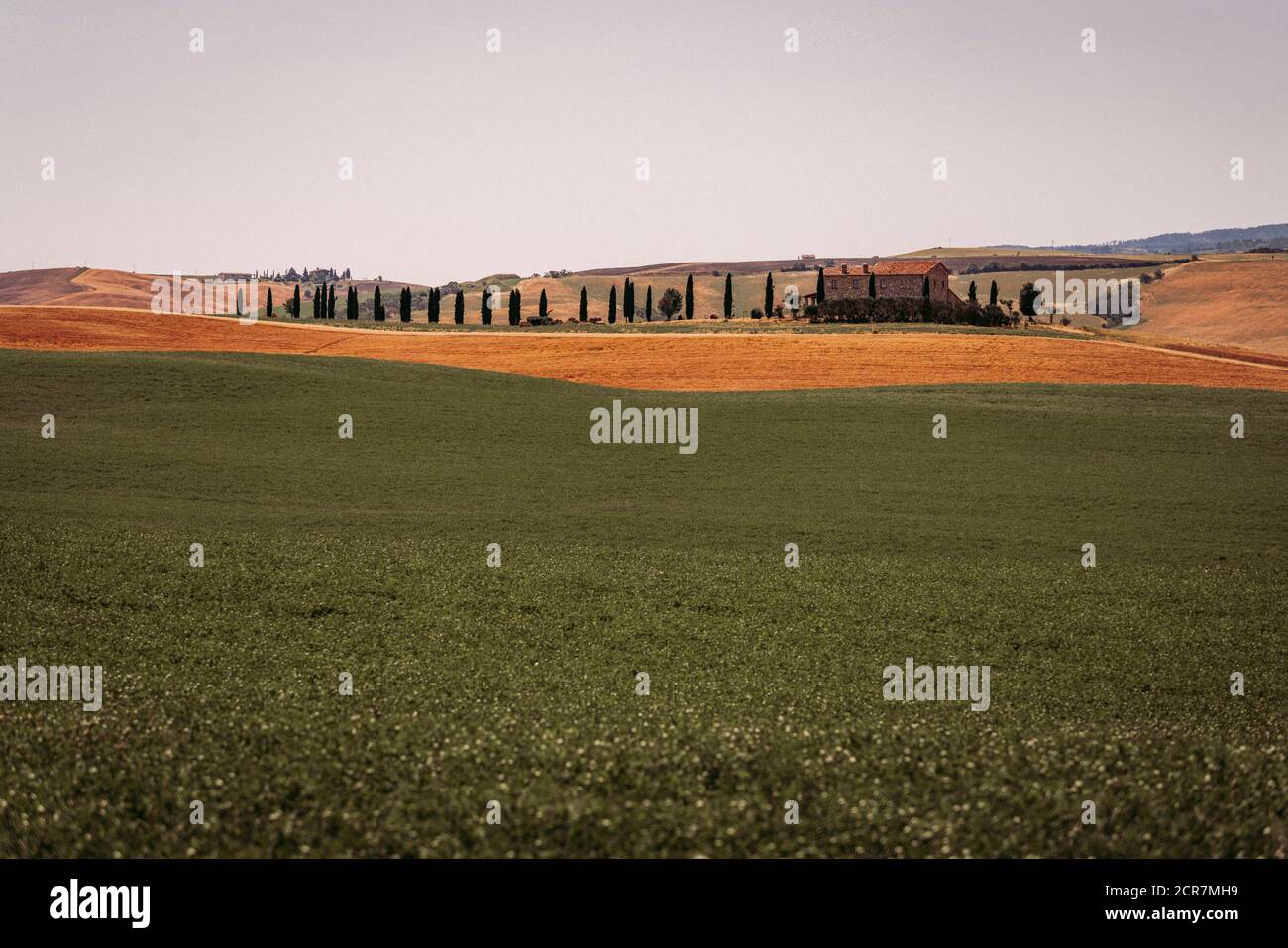Europe, Italy, Agriturismo Covili, Farmhouse Poggio Covili, Cypress