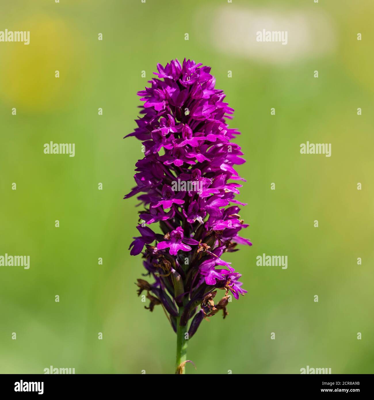 Wild orchids, Orchidaceae, Swabian Alb, Baden-Wuerttemberg, Germany, Europe Stock Photo