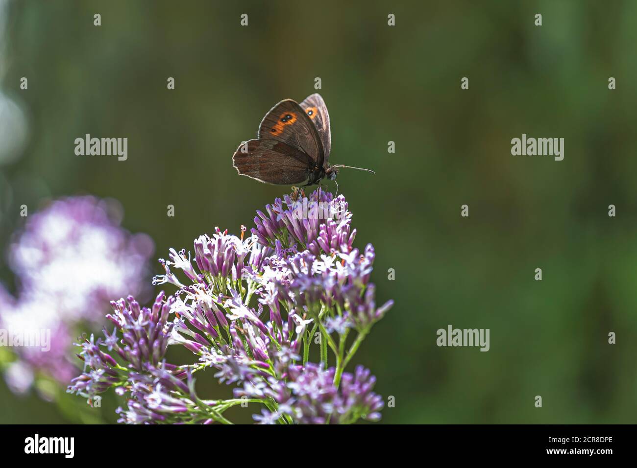 Austrian Insects Round-eyed Mohrenfalter, Erebia medusa, butterfly, insect, Austria ...
