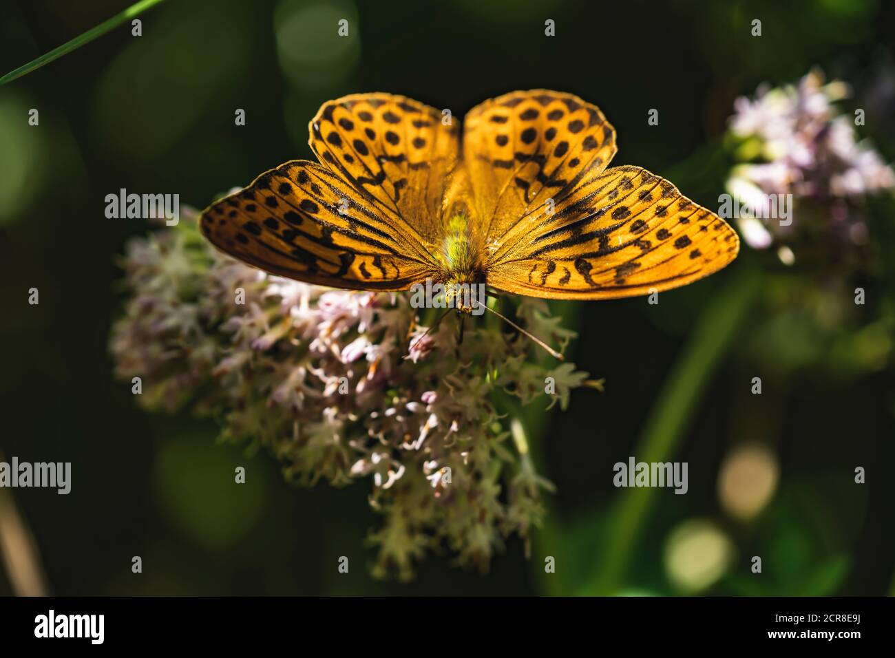 Austrian Insects Imperial coat, Argynnis paphia, butterfly, insect, Austria, Europe ...