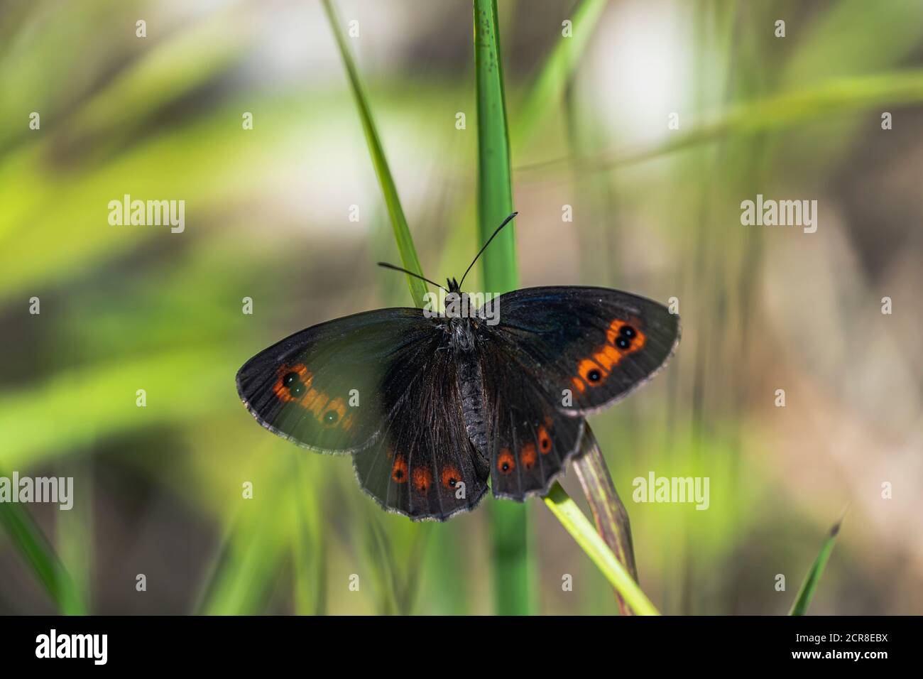 Austrian Insects Round-eyed Mohrenfalter, Erebia medusa, butterfly, insect, Austria ...
