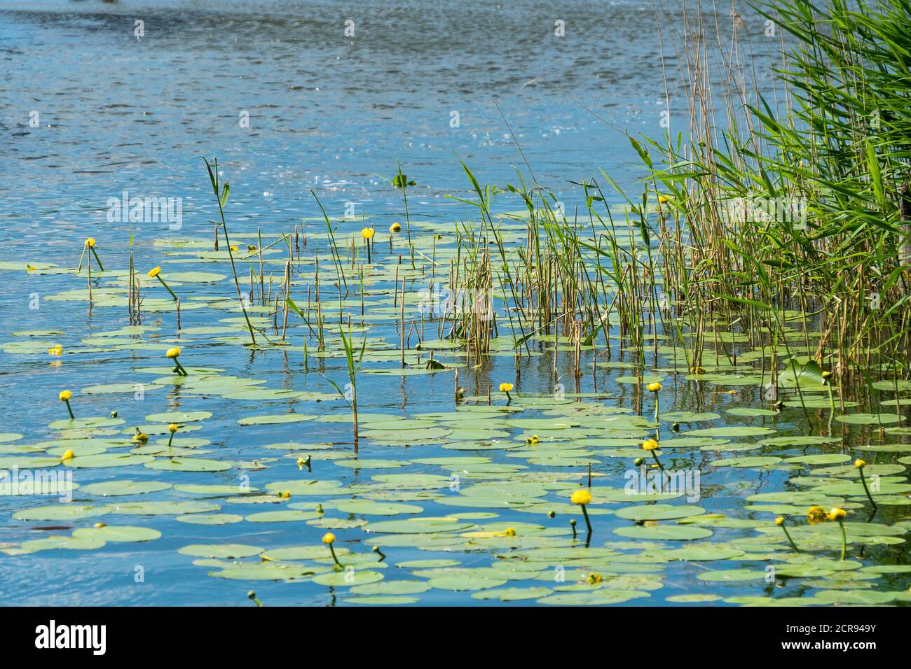 Mecklenburg Lake District, Wöblitzsee, Yellow Teichrose, Nuphar luteum Stock Photo