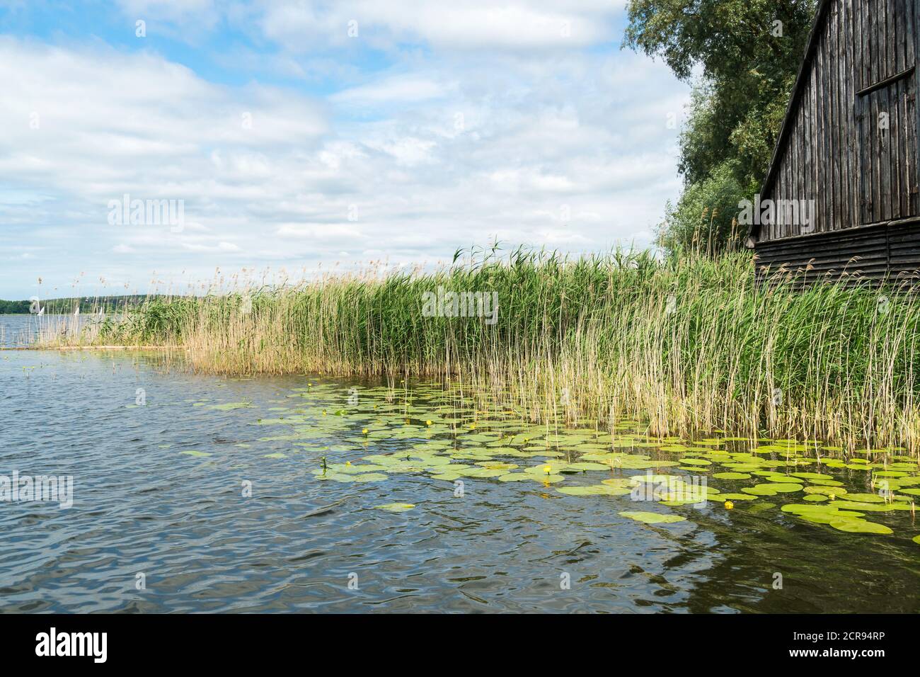 Mecklenburg Lake District, Wöblitzsee, reeds, yellow pond rose, Nuphar luteum Stock Photo