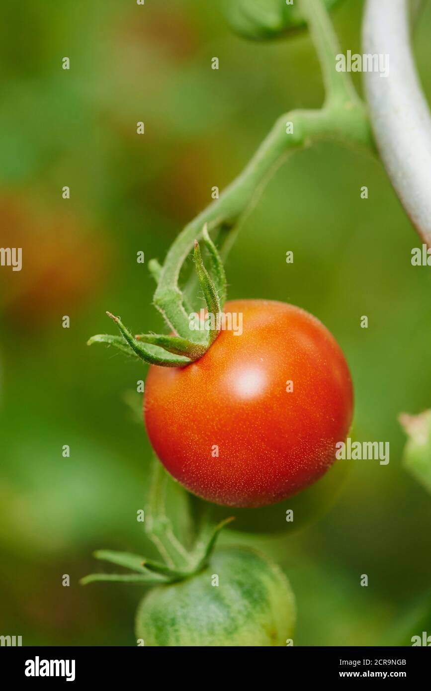 Tomato (Solanum lycopersicum), fruits, ripe, red, breeding, close-up Stock Photo
