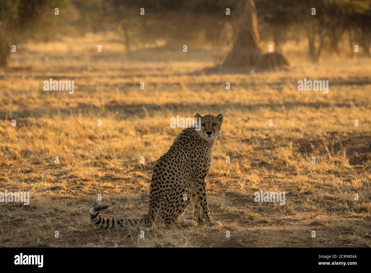 Cheetah in the AfriCat Foundation Stock Photo