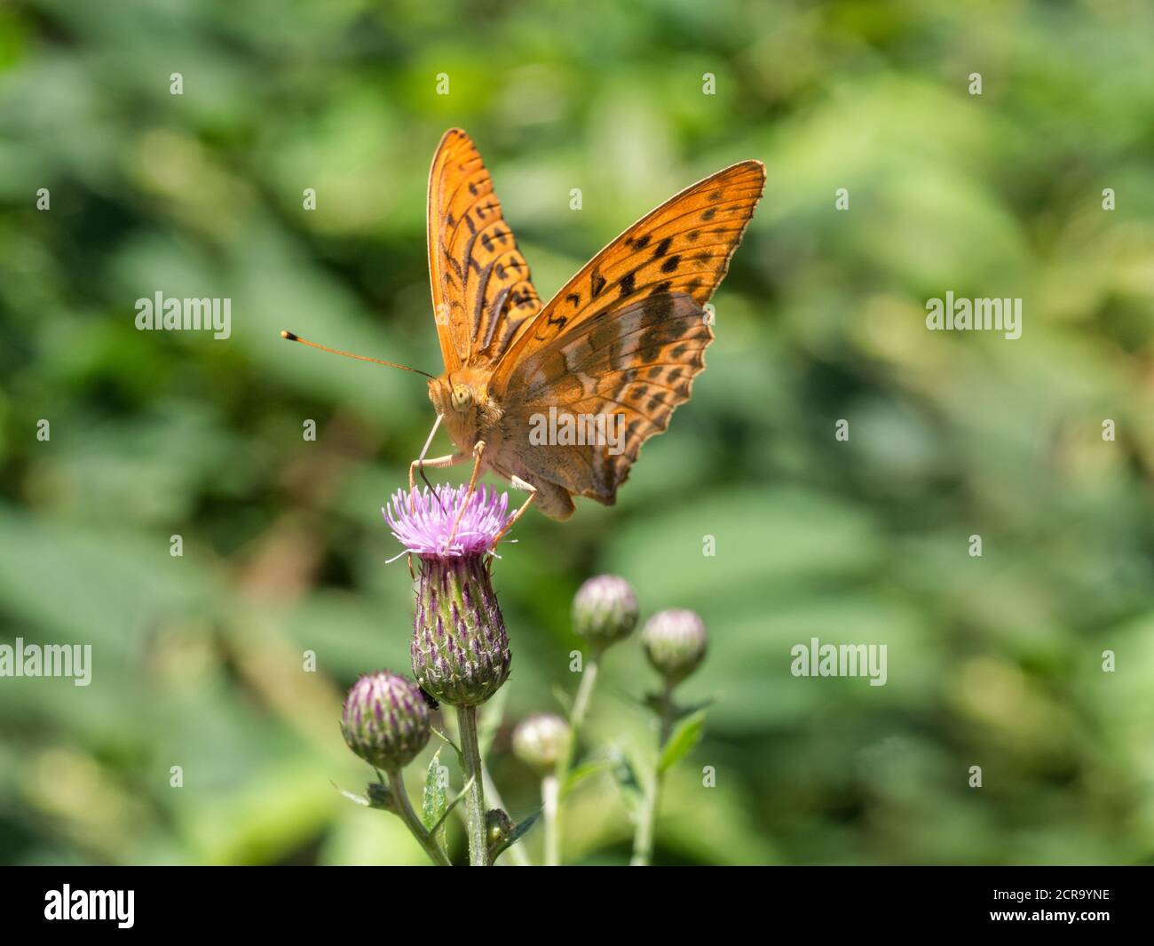 Imperial mantle hi-res stock photography and images - Alamy