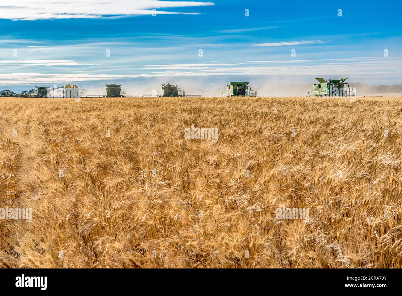 Wymark, SK- Sept 8, 2020:  Multiple combines harvesting wheat in a field at sunset in Wymark, Saskatchewan Stock Photo