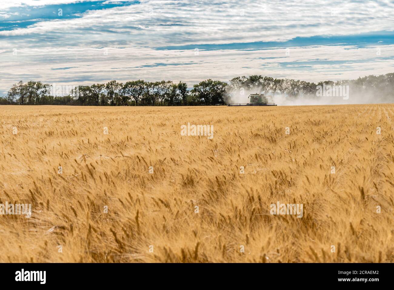 Wymark, SK- Sept 8, 2020:  Single combine harvesting wheat in a field at sunset in Wymark, Saskatchewan Stock Photo