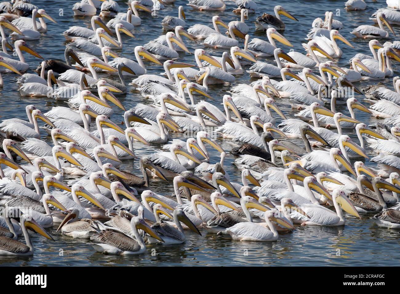 Great white pelicans stand in the water as they are fed by employees from Israel's nature and parks authority, during their migrating season, in Mishmar Hasharon, Israel October 13, 2016. REUTERS/Baz Ratner Stock Photo