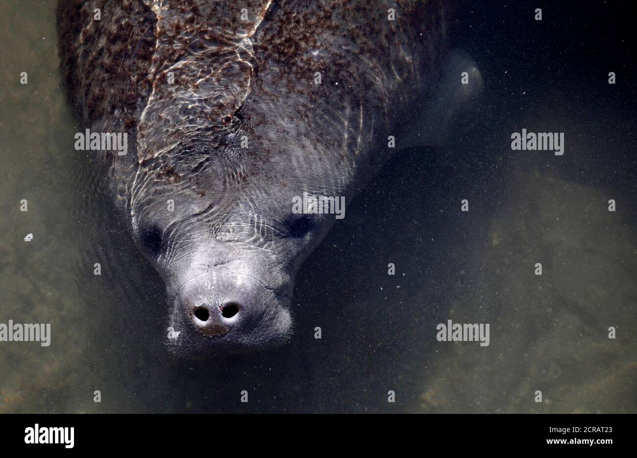 Manatees power plant hi-res stock photography and images - Alamy