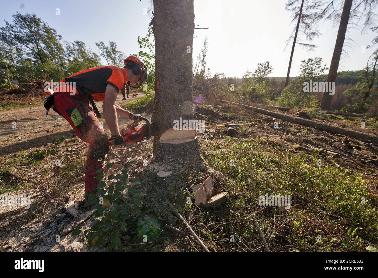 Wissen, Germany. 17th Sep, 2020. A lumberjack cuts down a spruce infested by the bark beetle. (to dpa: "Collapsed timber market frustrates forest owners") Credit: Thomas Frey/dpa/Alamy Live News Stock Photo