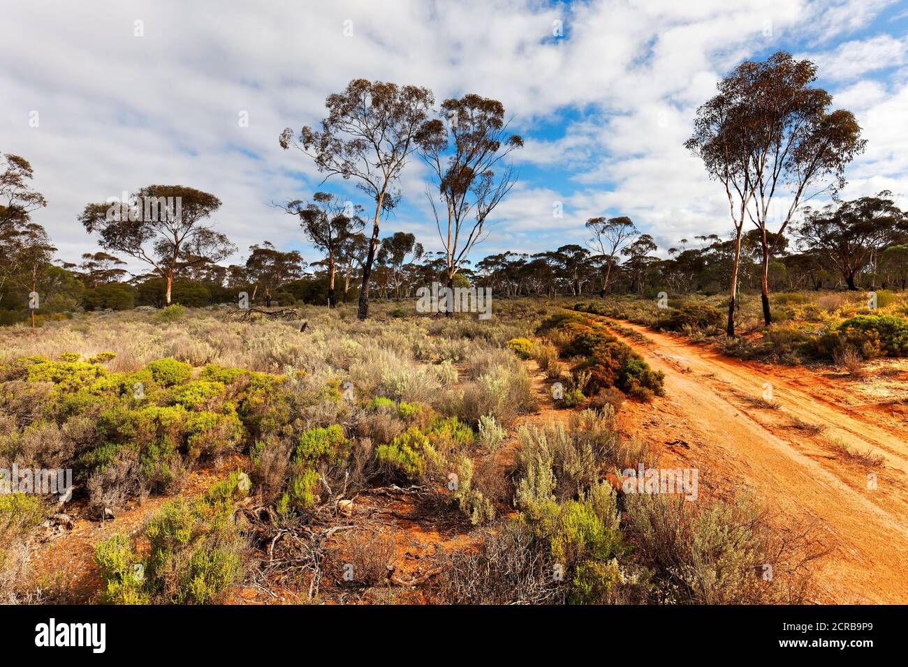 Australian outback bush landscape, Western Australia Stock Photo Alamy