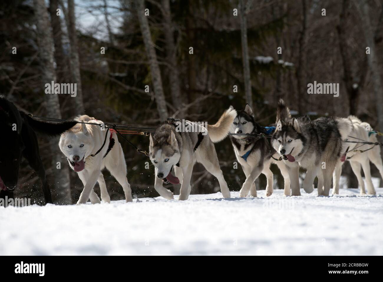 France, Haute-Savoie, Alps, mushing with sled dogs Stock Photo