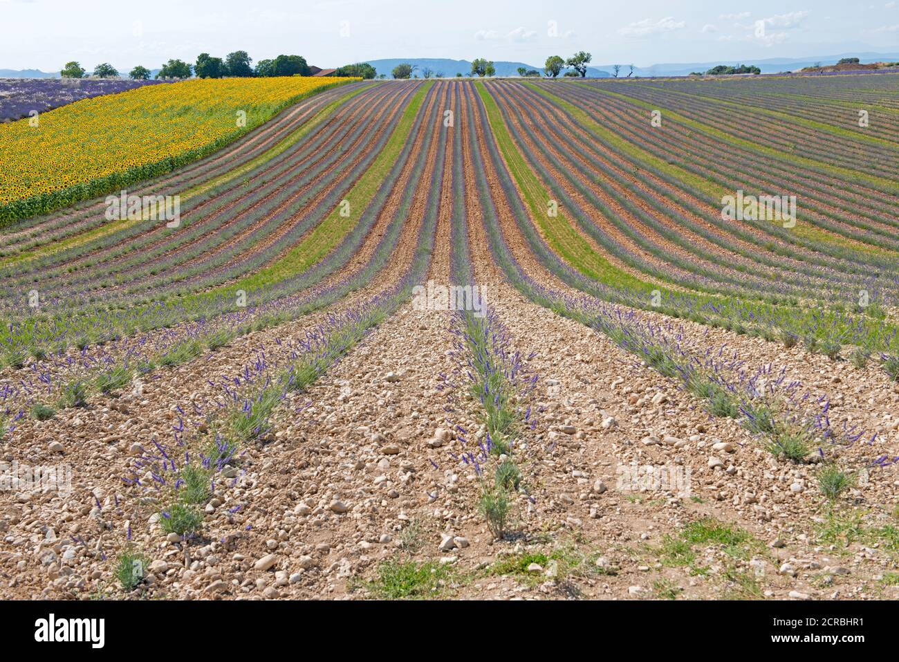 France, Alpes de Haute Provence, Plateau de Valensole, lavender and sunflower fields (Lavandula sp.) Stock Photo