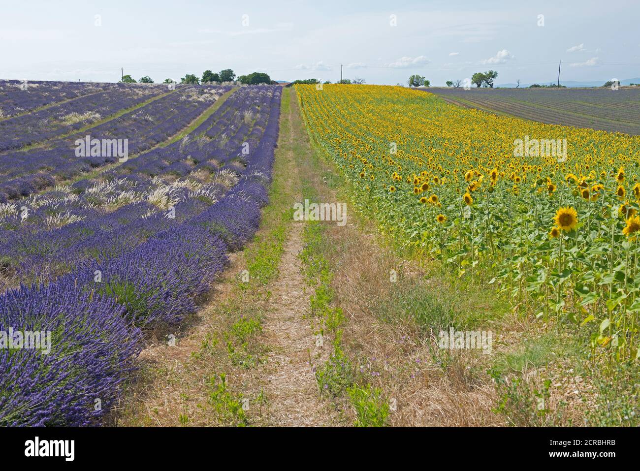 France, Alpes de Haute Provence, Plateau de Valensole, lavender and sunflower fields (Lavandula sp.) Stock Photo