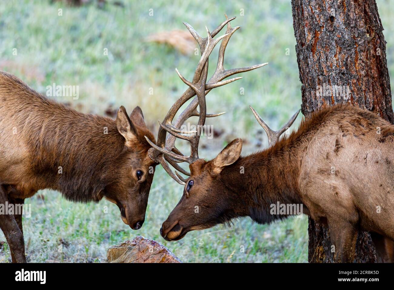 Two young bulls lock antlers Stock Photo Alamy