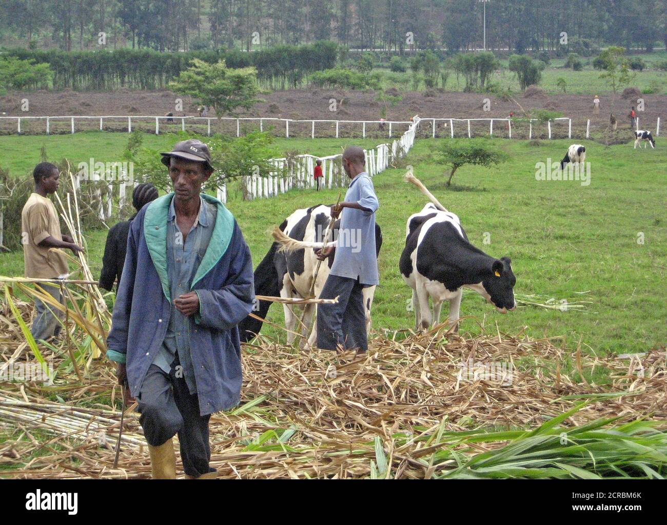 2009 - Rwanda Dairy Farmers and Holstein Cows in a field Stock Photo