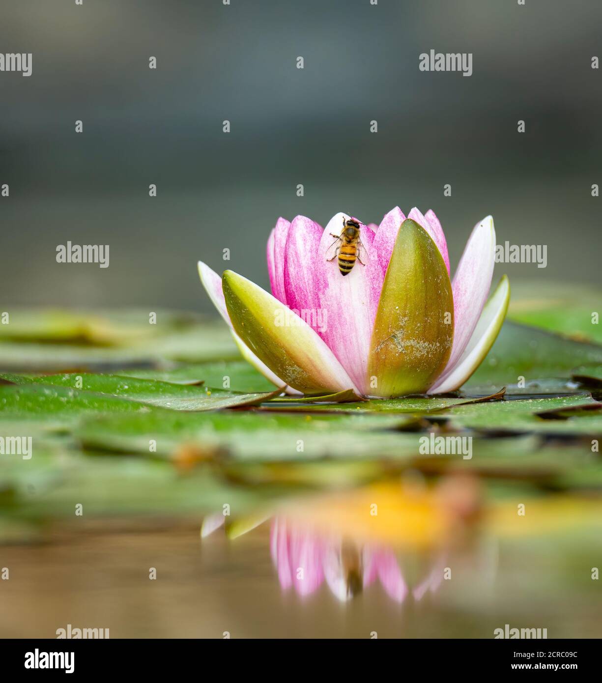 Lily pad blooms with honey bees pollinating Stock Photo Alamy