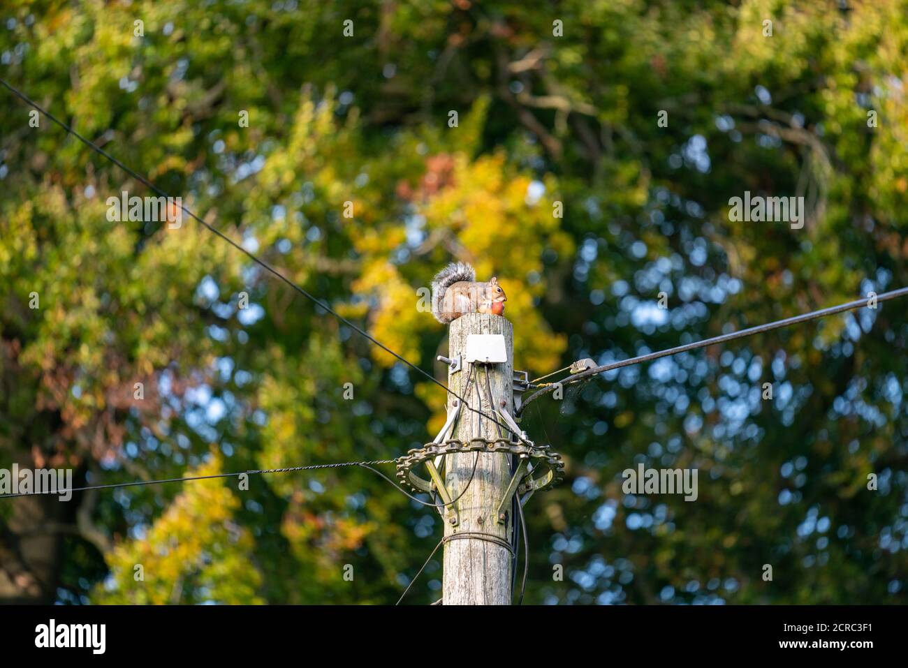 Female Sow Squirrel Feeding on Apple on top of Telegraph Pole Stock Photo