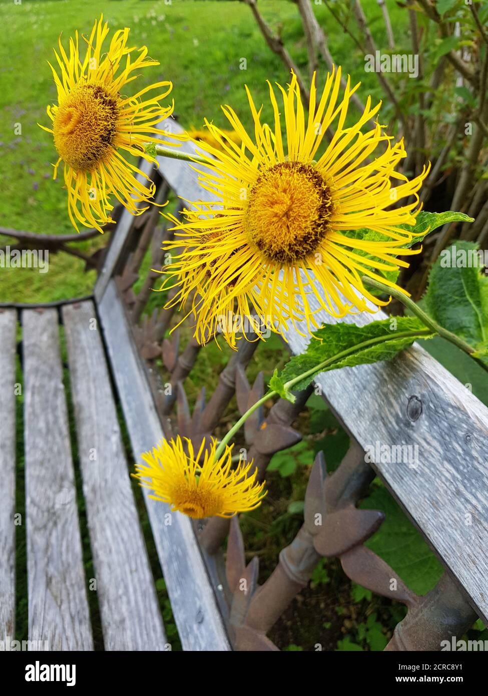 Munich, garden, bench with plant elephant, aster-like (Asterales), composites (Asteraceae), genus - Alante (Inula), Latin name: Inula helenium. Stock Photo