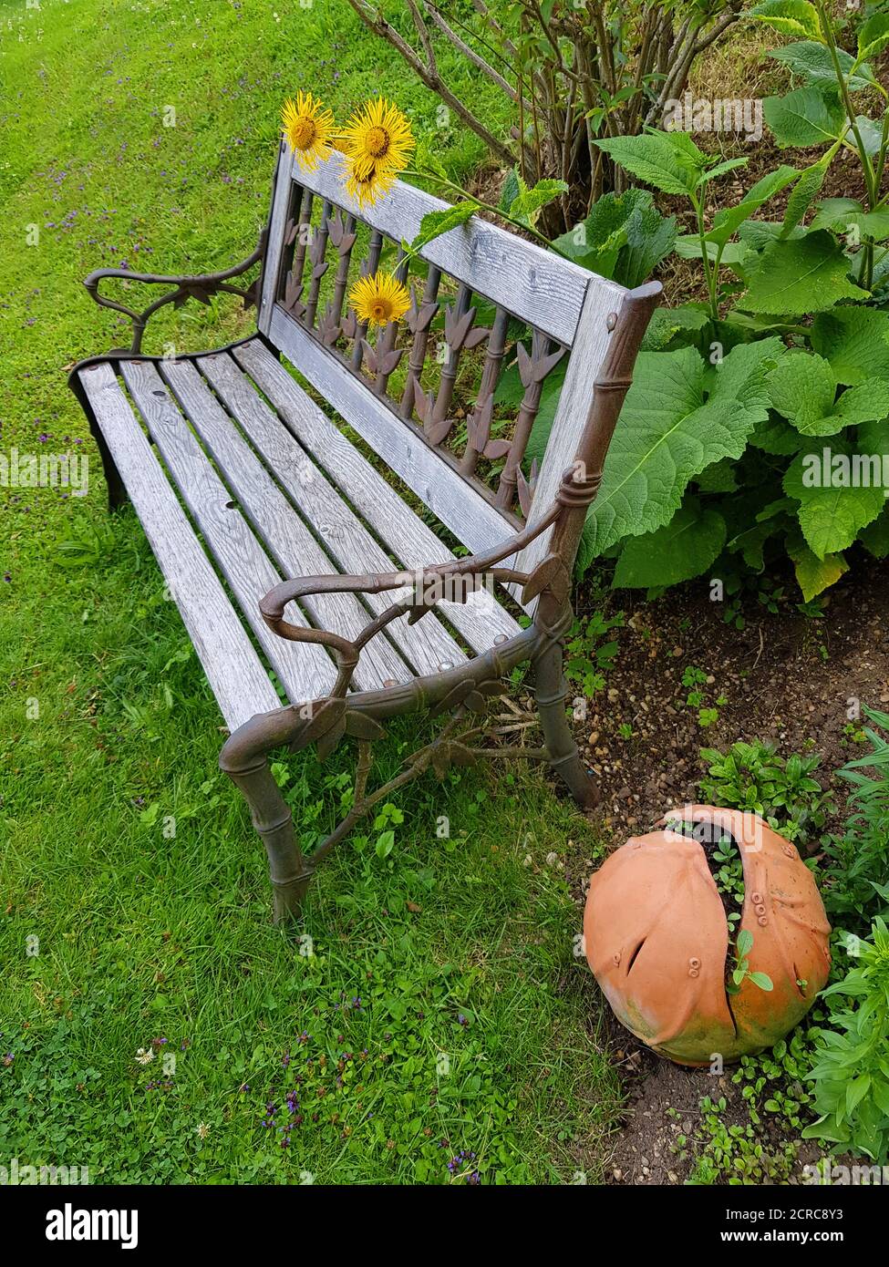 Munich, bench with plant Alant - aster-like (Asterales) sunflower (Asteraceae), genus: Alante (Inula) Latin name: Inula helenium, lawn, round ceramic Stock Photo