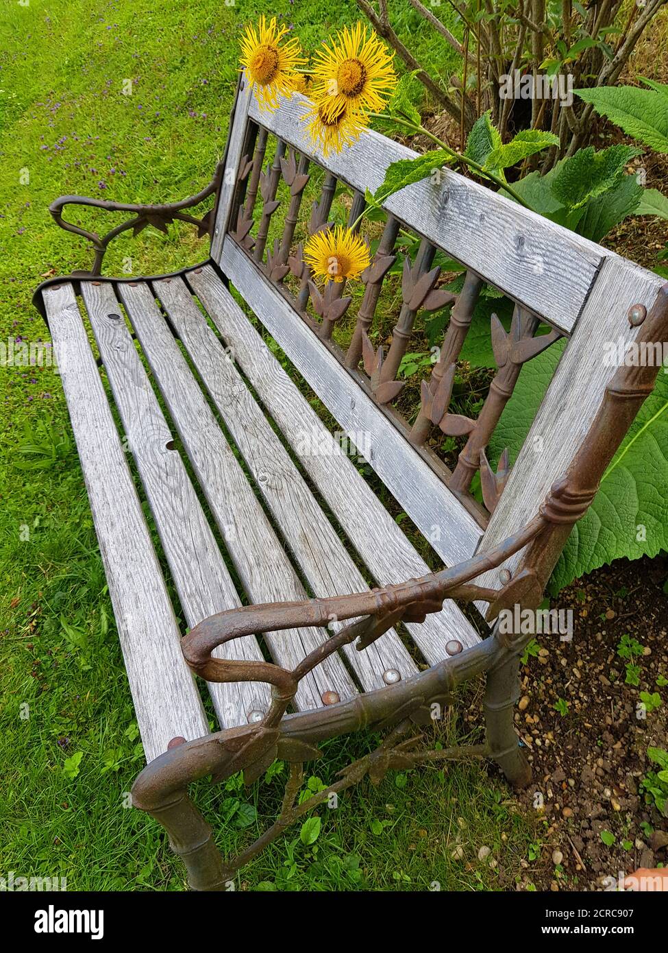 Munich, garden, wooden bench with elephant plant - asterlike (Asterales) - composites (Asteraceae), genus: Alante (Inula), Latin name: Inula Stock Photo