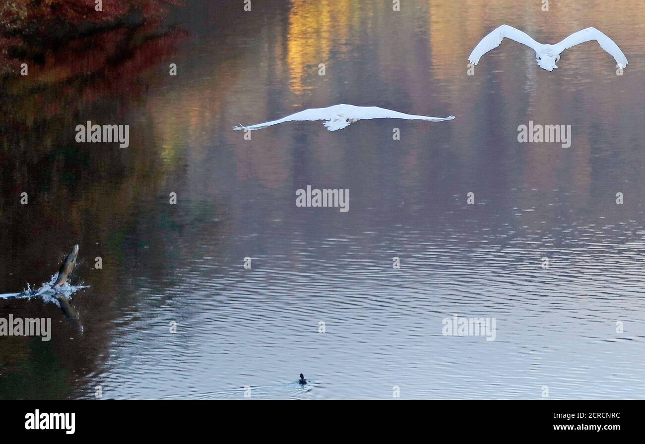 A salmon leaps out of the water as swans fly overhead near Pitlochry boating station, Scotland, Britain November 1, 2018. REUTERS/Russell Cheyne Stock Photo