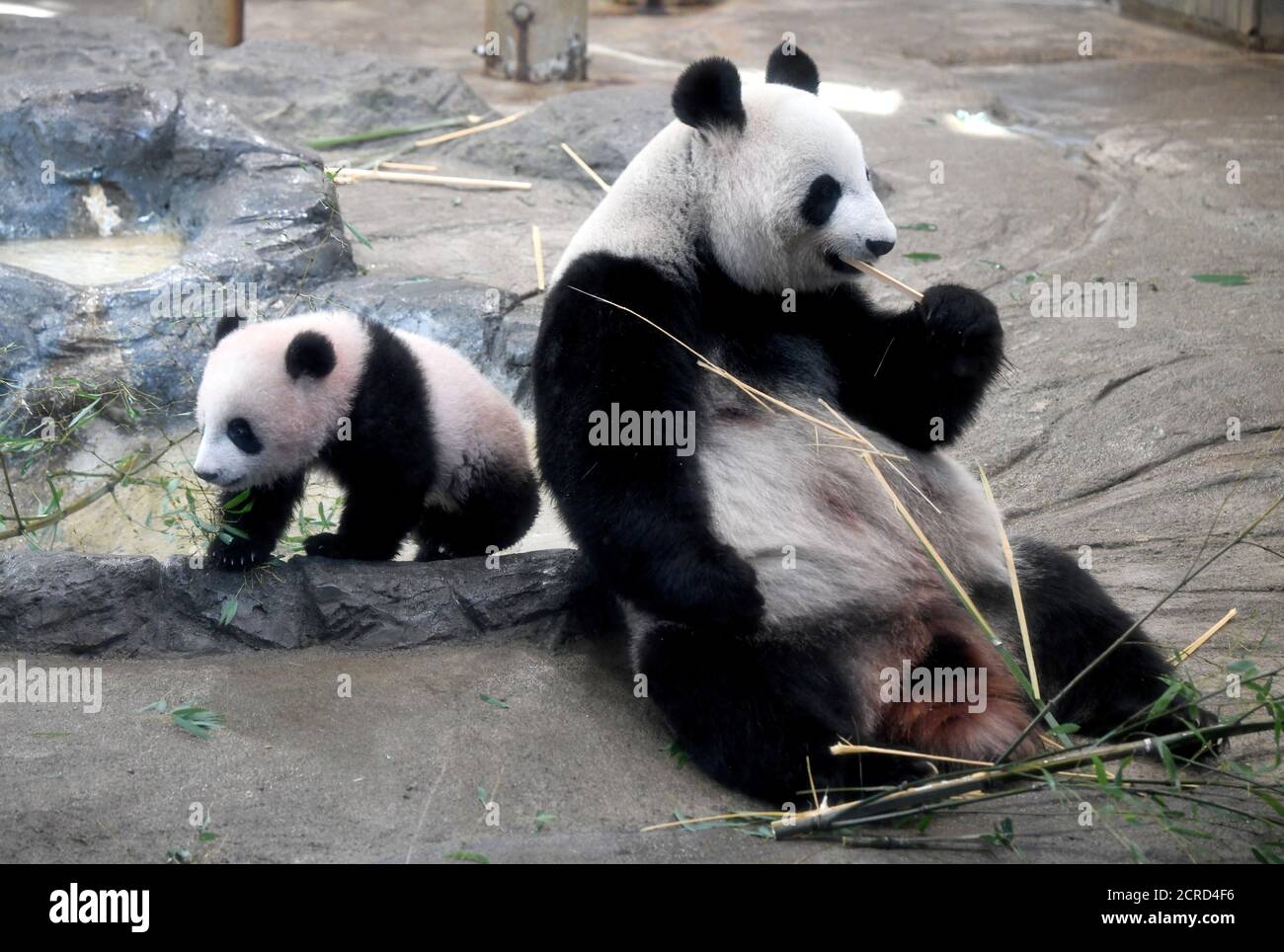 Female giant panda cub Xiang Xiang (L) walks beside her mother Shin Shin  (R) at Ueno Zoo in Tokyo on December 19, 2017. Xiang Xiang appeared to the  public the first time