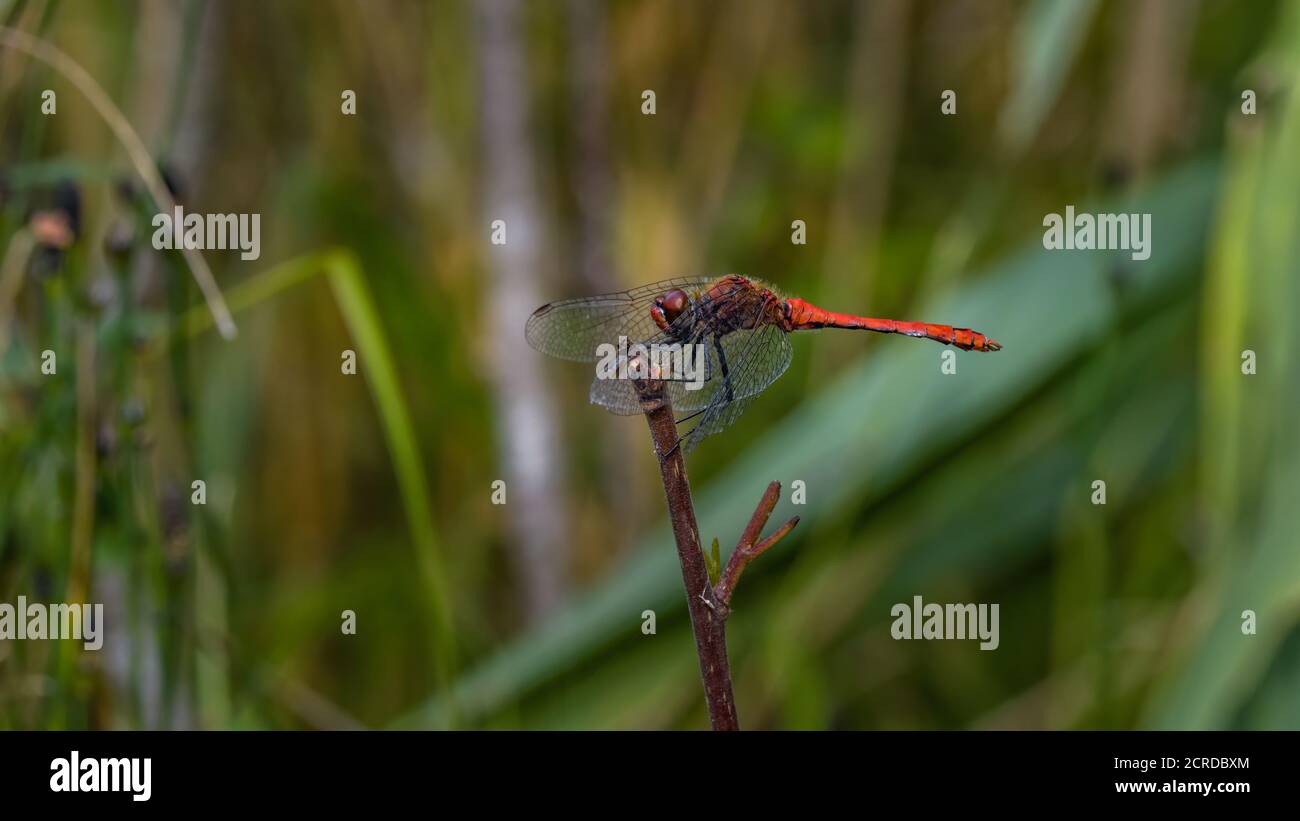 dragonfly, insecta, natur, tier, makro, flügel, green, rot, badgered Stock Photo