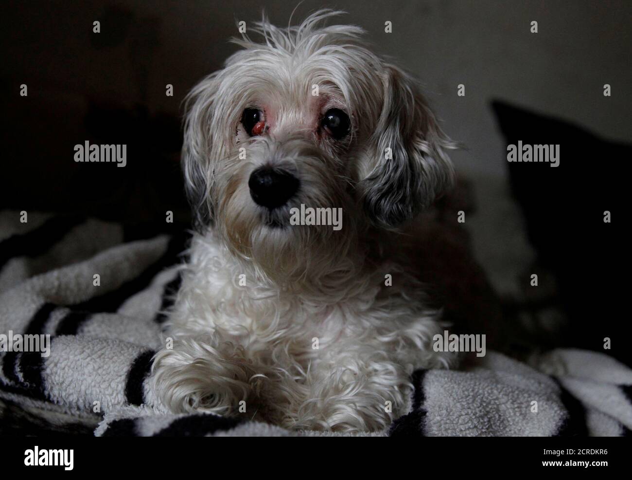 A 9-year-old Havanese dog called Zsazsa is seen after being rescued by animal protection services after being found lying alongside the body of her owner who had died weeks earlier, in Budapest, Hungary January 5, 2018. REUTERS/Bernadett Szabo     TPX IMAGES OF THE DAY Stock Photo