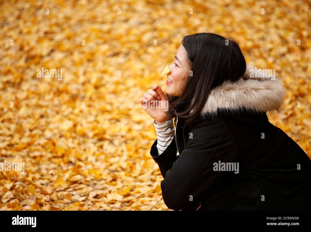 Ginkgo park hi-res stock photography and images - Page 22 - Alamy