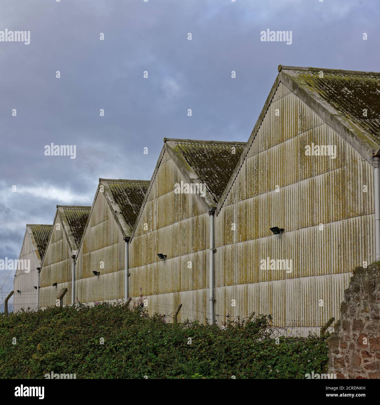 Five adjoined Old Warehouse buildings at Montrose Port, with their Galvanised cladding stained and covered in Mosses and Lichens over time. Stock Photo