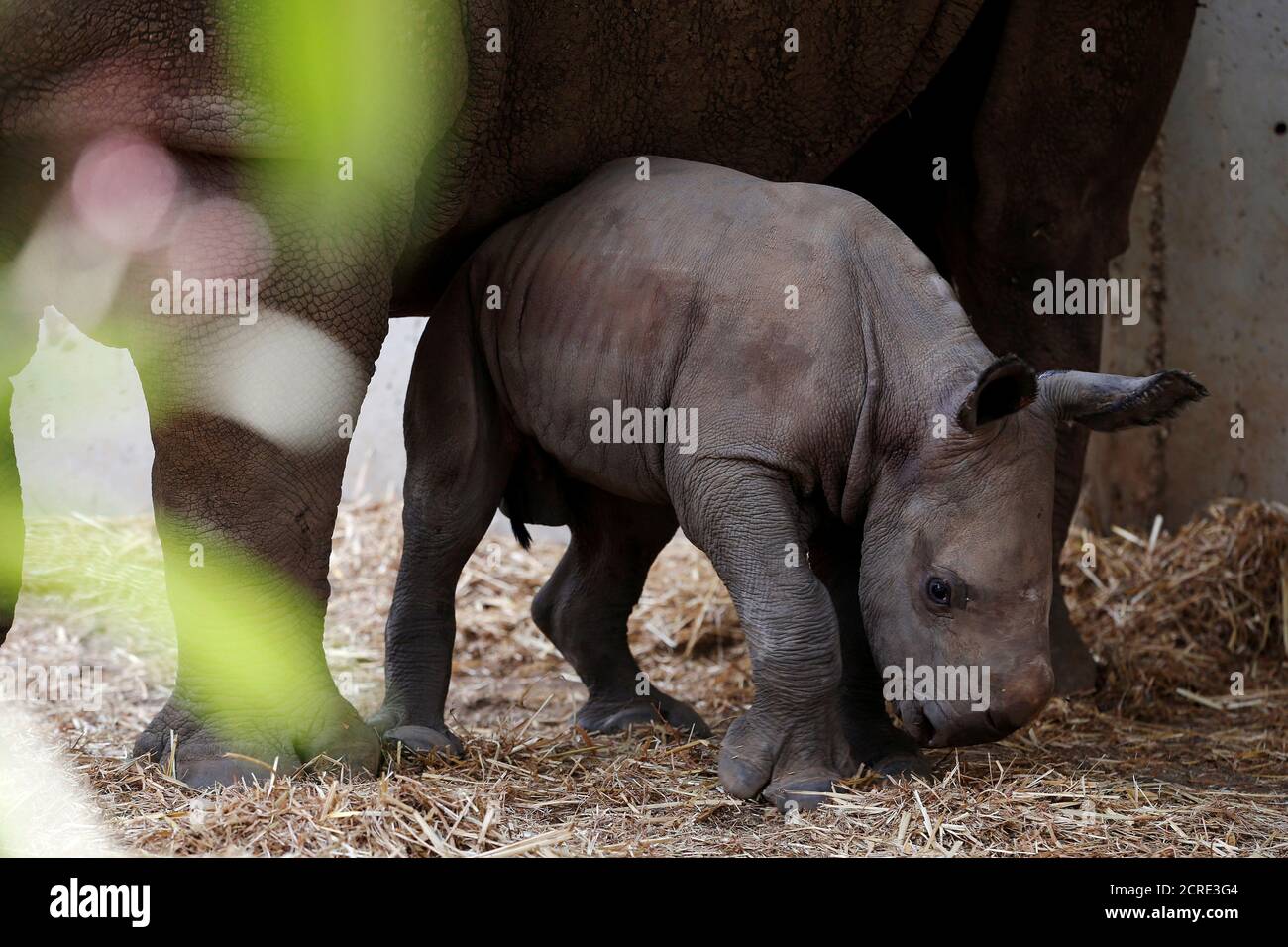 Tanda, a 23 year-old white rhinoceros and her week-old calf stand in their enclosure at the Ramat Gan Safari Zoo near Tel Aviv, Israel August 25, 2016. REUTERS/Baz Ratner Stock Photo