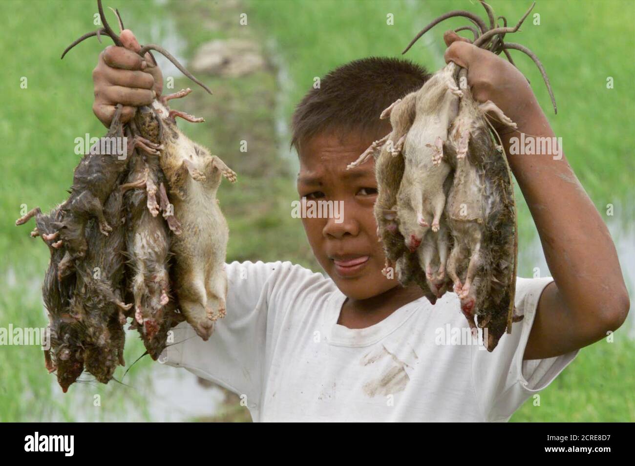 Filipino farm boy Dave Salvacion shows his catch of rats from the ricefields of the Santa Rosa town of Nueva Ecija, north of Manila February 3. The government has launched a rat control campaign, prodding the farmers and residents of Santa Rosa to catch rats in exchange for cash. The rat infestation has alarmed government agriculturists for having destroyed more than 20% of the 80,000 hectares of rice fields.  RR/PB Stock Photo