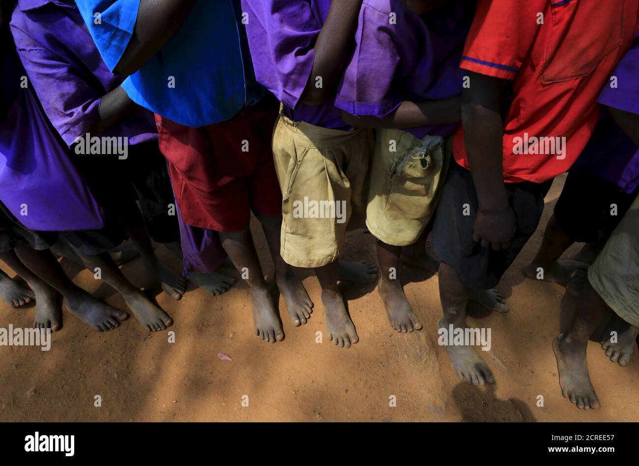 Removing fleas hires stock photography and images Alamy