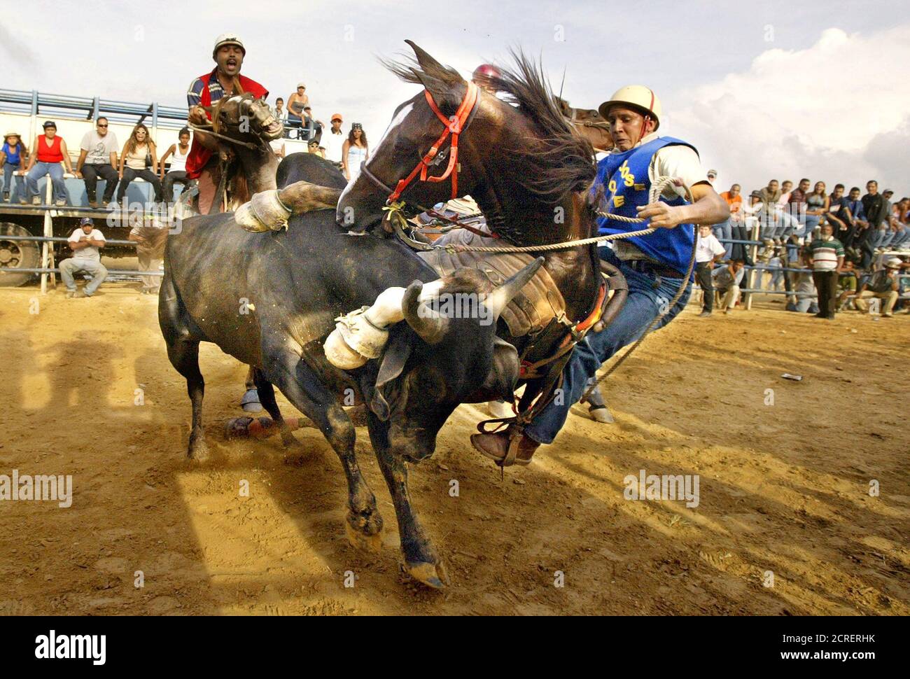 Taking the bull by the horns hires stock photography and images Alamy
