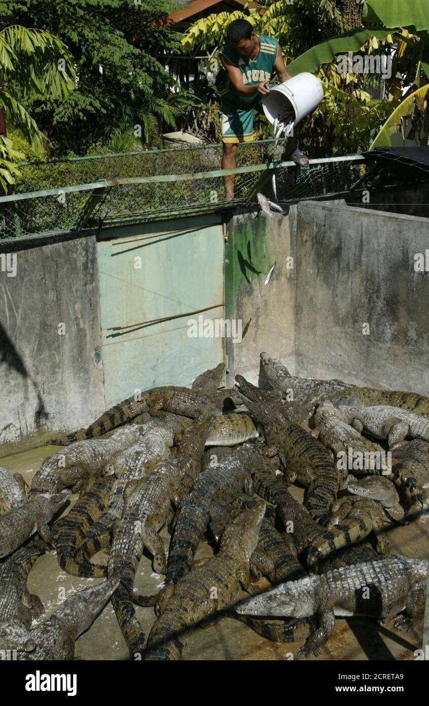 Philippine crocodiles hires stock photography and images Alamy