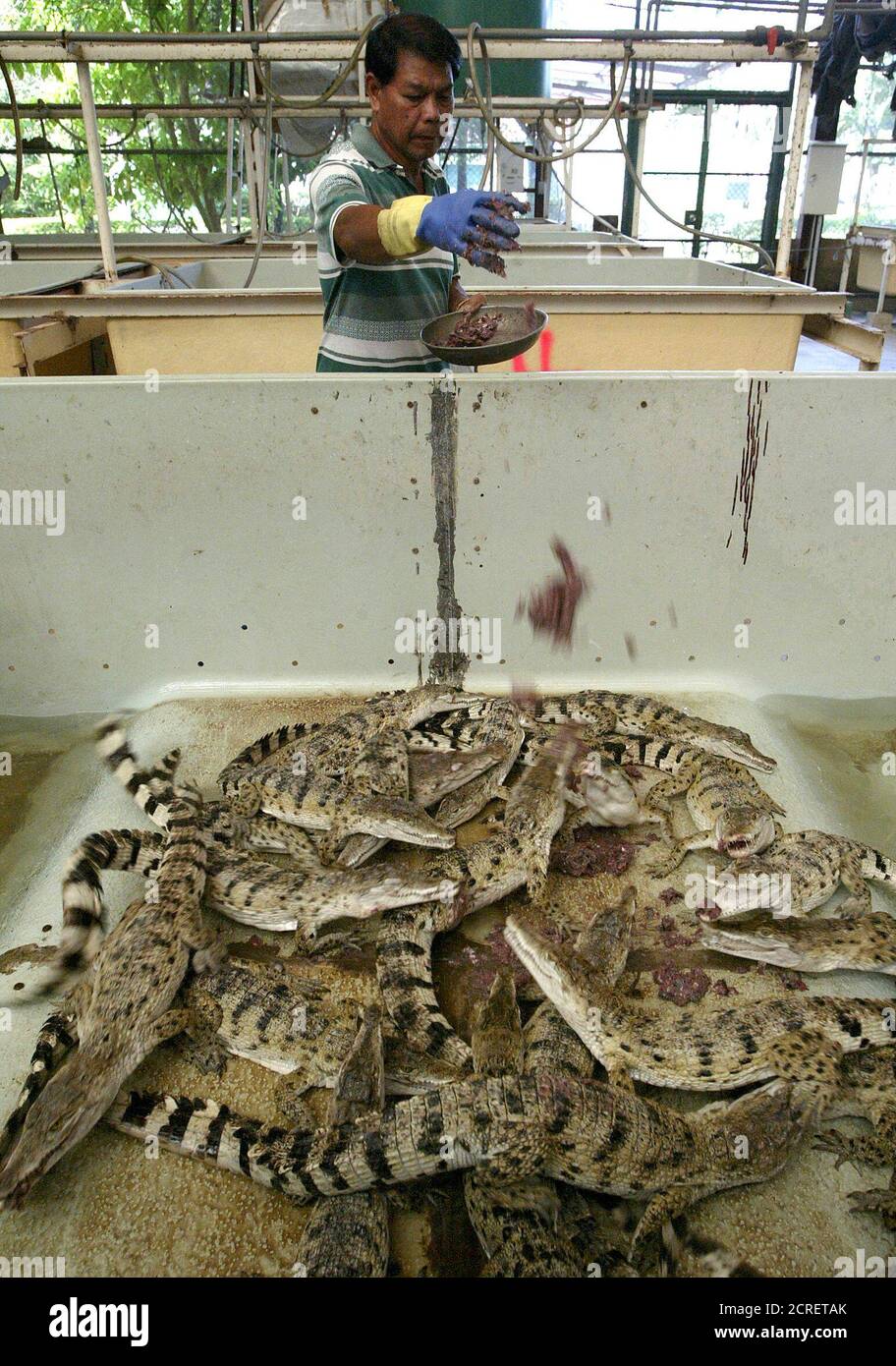 Philippine crocodiles hires stock photography and images Alamy